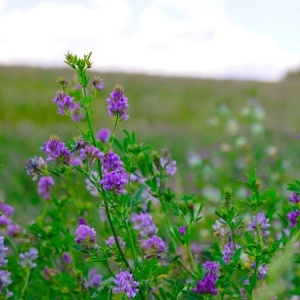 Lucerna Dobrogea C1 (1 kg) seminte soi romanesc de lucerna cu rezistenta mare la seceta si inghet, Patru Agro