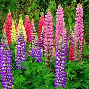 Lupin peren mix (1 g), seminte Lupinus, flori spice mari, foarte colorate, Kertimag