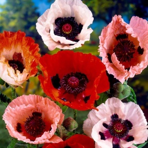 Mac Oriental mix - Mak Wschodni (0,5 g) seminte Papaver orientale, maci cu flori uriase, culori extrem de vibrante, Legutko - Img 2