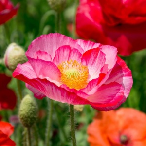 Maci Shirley - Mak Polny (1 g) seminte Papaver rhoeas cu flori simple si duble, diverse culori, Legutko - Img 7
