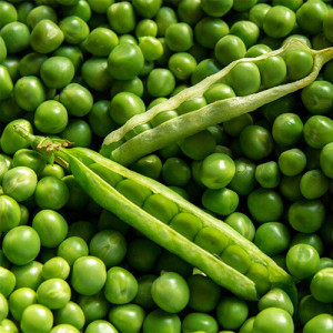 Mazare de gradina Premio (200 g), seminte soi timpuriu, mazare boabe fragede, Patru Agro