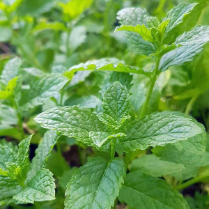 Menta spicata (0,1 g) seminte planta aromatica Mentha spicata comuna, frunze foarte parfumate, Opal
