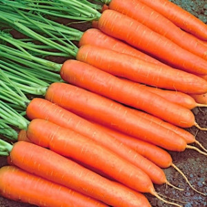 Morcovi Nantes (100 g), seminte soi semitimpuriu viguros, rădăcini cilindrice, vârf rotunjit, Agrosem