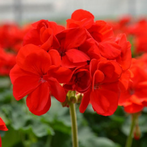 Muscate rosii (0,1 g) seminte plante ornamentale Pelargonium, flori culoare rosu aprins, Opal