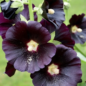 Nalba Neagra - Malwa Czarna (0,5 g) seminte Alcea rosea nigra, flori spectaculoase, mari, rosu inchis-negru, Legutko - Img 3