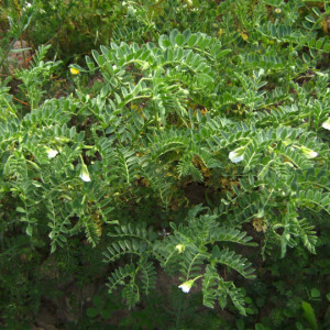 Naut (100 g), seminte planta anuala, rezistenta la seceta, Agrosem - Img 6