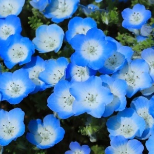Nemophila (1 g) seminte amestec Nemophilla cu flori in nuante de albastru, mov si alb, Opal - Img 3