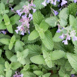 Nepeta (0,25 g) seminte planta medicinala aromatica perena Nepeta cataria - Catusnica, melifera, repelent pentru insecte, Kertimag - Img 2