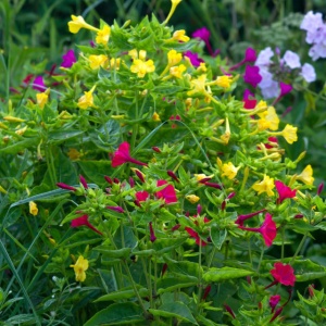 Noptite amestec (3 g) seminte Mirabilis jalapa, Barba Imparatului, flori trompeta, parfumate, colorate, Kertimag - Img 3