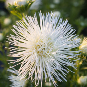 Ochiul Boului Harz alb (0,4 g), seminte Aster, planta decorativa anuala Callistephus chinensis, flori mari, petale ascutite, Agrosem