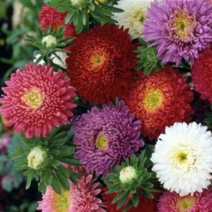 Ochiul Boului Princess mix (0,3 g), seminte Aster, planta decorativa anuala Callistephus chinensis, flori extrem de atractive, Agrosem - Img 2