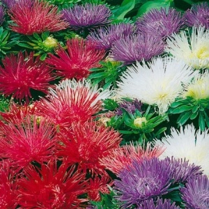 Ochiul Boului Teisa Stars mix - Aster Karlowy (0,5 g) seminte Callistephus chinensis pitic, petale fine stelate, Legutko