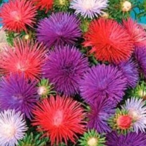 Ochiul Boului Unicum mix (1 g) seminte Aster Callistephus chinensis cu flori mari, petale ascutite, Kertimag - Img 2