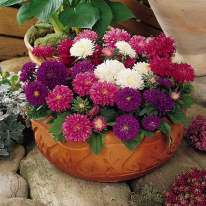 Ochiul Boului Urias de California amestec (0,7 g), seminte Aster, planta decorativa anuala Callistephus chinensis paeonia, flori batute, Mefim Agro - Img 4