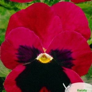 Panselute rosu-carmin Claret - Bratek Wielkowiatowy (0,5 g) seminte Viola wittrockiana flori rosu-burgund intens cu centrul negru, Legutko - Img 3