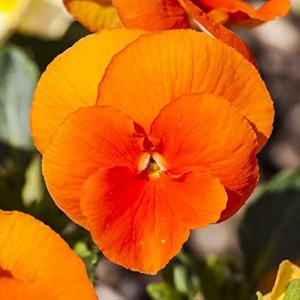 Panselute Swiss Giants Orange Sun (0,25 g) seminte pansele Viola witrockiana, flori foarte mari portocalii, Kertimag