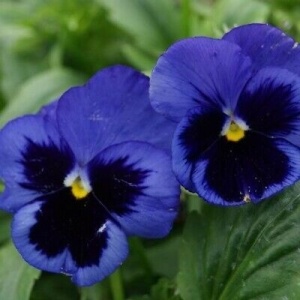 Panselute Swiss Giants Ullswater (0,25 g) seminte pansele Viola witrockiana, flori foarte mari albastru cu negru, Kertimag - Img 3