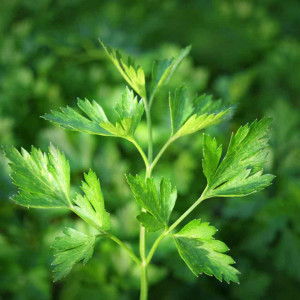 Patrunjel frunza neteda Gigante d'Italia (5 g), seminte planta aromatica Petroselinum crispum, frunze foarte mari, Patru Agro