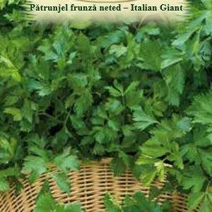 Patrunjel frunza neteda Italian Giant (4 g), seminte planta aromatica Petroselinum crispum, frunze foarte mari, Agrosem - Img 2