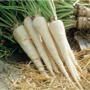 Patrunjel radacina Hanacka (5 g), seminte soi semilung, radacina alba, gust foarte aromat, Kertimag