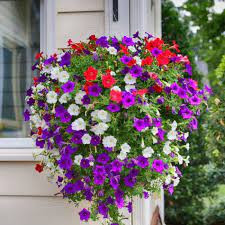 Petunie curgatoare (0,1 g), seminte plante ornamentale Petunia hybrida, mix de culori, Mefim Agro - Img 2