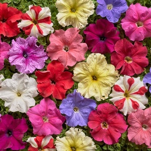 Petunie mix (0,2 g), seminte Petunia hybrida, flori mari diverse culori, Prima Sementi - Img 4