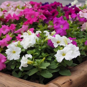 Petunie mix (0,2 g) seminte Petunia hybrida, flori mari diverse culori, Opal - Img 2