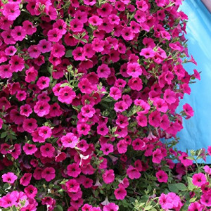 Petunie pendula tip surfinia F2 (0,01 g), seminte Petunia hybrida Surfina Rubina F2, flori curgatoare, culoare violet-purpuriu, Agrosem - Img 3