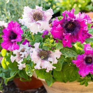 Petunie Superbissima (0,01 g) seminte Petunia hybrida flori foarte mari spectaculoase, ondulate, Mefim Agro - Img 2