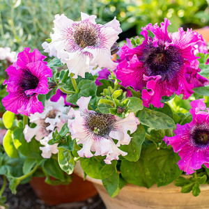 Petunie Superbissima amestec de culori (0,13 g) seminte Petunia hybrida Superbissima, petale gofrate, Kertimag - Img 3