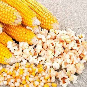 Porumb de floricele Plomyk (3 g), seminte porumb pentru popcorn, floricele fragile, crocante, Horti Tops - Img 1