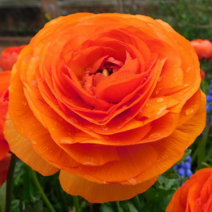 Ranunculus Orange (10 bulbi), bulbi Piciorul Cocosului, culoare portocalie, Agrosem