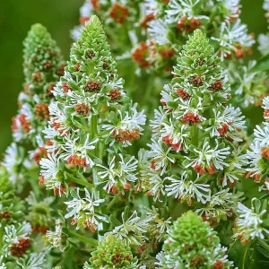Reseda odorata parfumată