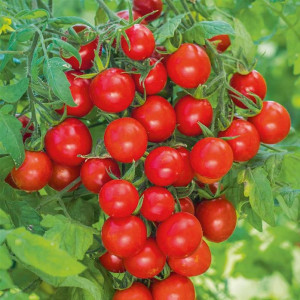 Rosii Balkonzauber (0,2 g), seminte soi timpuriu determinat, tomate cherry aromate pentru ghivece, Agrosem