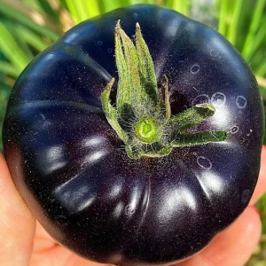 Rosii Black Beauty (0.2 g) seminte tomate negre carnoase tip Inima de Bou, miez rosu dulce, seminte putine, Legutko