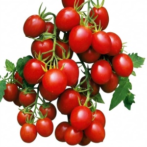Rosii cherry Principe Borghese (2 g), seminte soi italian semideterminat, tomate cherry gust deosebit, Raci Sementi