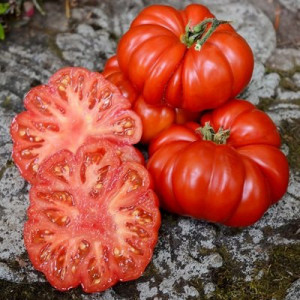 Rosii Costoluto Fiorentino (0,7 g) seminte soi semitimpuriu, tomate mari, costate, aroma intensa, Prima Sementi
