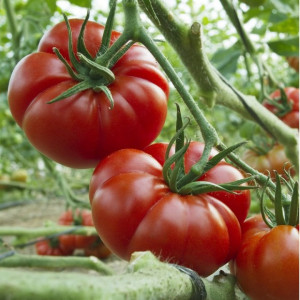 Rosii Marmande (0,5 g), seminte soi semitimpuriu semideterminat, tomate mari, fermitate buna, Prima Sementi