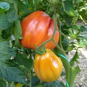 Rosii Pearson (0,3 g), seminte soi semitimpuriu viguros, tomate mari, forma de para turtita, Agrosem - Img 2
