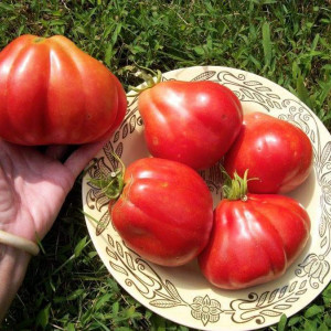 Rosii Red Pear (2 g), seminte soi italian timpuriu nedeterminat, tomate mari, carnoase, dulci, forma de para, Raci Sementi - Img 2