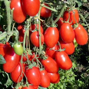 Rosii Rio Grande (3 g) seminte soi semitimpuriu determinat, tomate prunisoare ferme, Raci Sementi