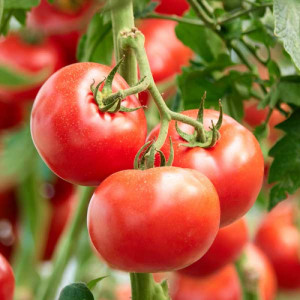 Rosii Zaraza (1000 sem), seminte soi determinat romanesc, tomate mari, gust foarte bun, Patru Agro - Img 1