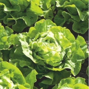 Salata Dariuca (2 g) seminte soi romanesc de salata verde, frageda, Prima Sementi