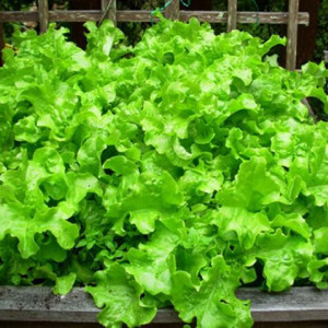 Salata Gentelina (2 g), seminte soi timpuriu salata verde creata Gentilina, Opal - Img 2