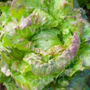 Salata iceberg Maravilla de Verano (1 g), seminte soi semitardiv, salata mare, rotunda, roscat-verzuie, Agrosem