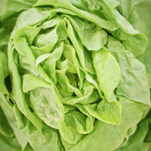 Salata Ileana (1 g), seminte soi salata timpurie, mare, pentru camp sau solar, Patru Agro
