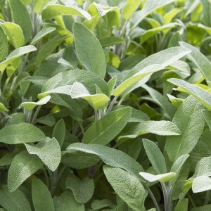 Salvie (1 g), seminte planta medicinala si aromatica perena Salvia officinalis, Prima Sementi