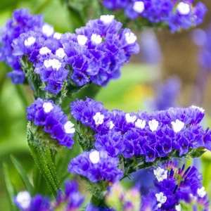 Saraturica albastra (5 g) seminte Limonium sinuatum rezistenta la seceta, flori albastre pentru uscare, Kertimag