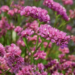 Saraturica roz (100 seminte) Limonium sinuatum rezistenta la seceta, flori roz pentru uscare, Kertimag