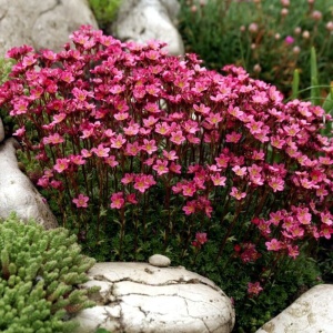 Saxifraga mix (0,1 g) seminte Saxifraga arendsii perena acoperitoare de sol, inflorire abundenta, Opal - Img 2